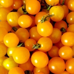 Tomate La Ruée vers l'or