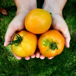 Tomate La Valencia La meilleur Tomate du monde