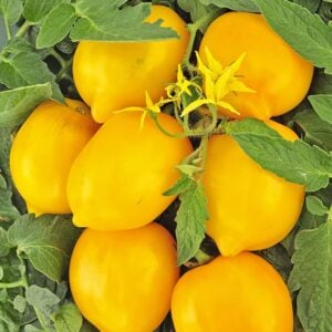 Tomate Lemon Liana La Merveille du monde