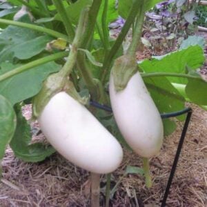 Aubergine Casper