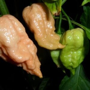 Jay's peach scorpion