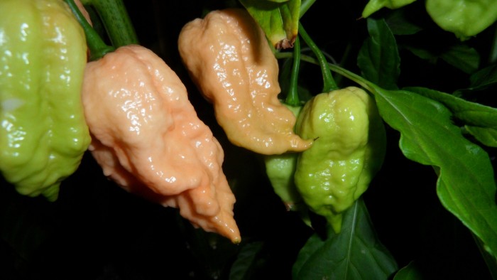 Paquet de graines de piment premium Jay's Peach Ghost Scorpion