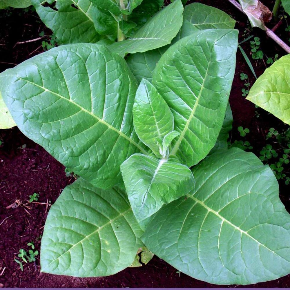 s648401865701383597_p107_i2_w1200-1024x1024