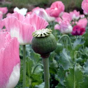 Afghan Poppy Giant Poppy