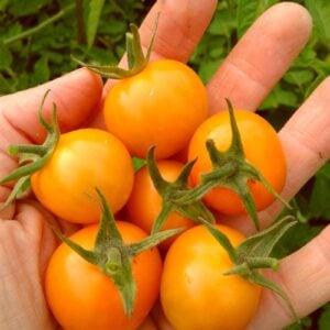 Tomate feu d'artifice doré