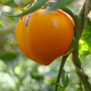 Tomate Golden Hearth