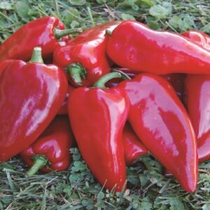 Hungarian Giant Pepper