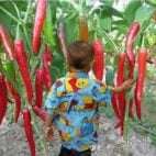 100-pcs-graines-de-l-gumes-dix-rouge-g-ant