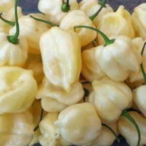 Piment Habanero Géant Blanc
