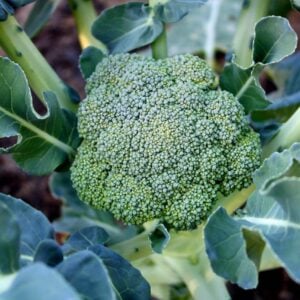 Brocoli Calabrese