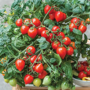 Tomate mini sweet heart F1