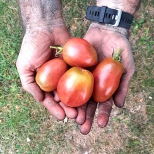Tomate Mauve de Russie