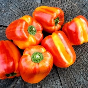 Poivron Orange Tigré