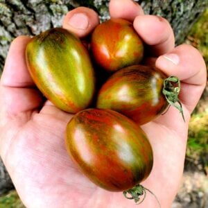 Tomate Atomique