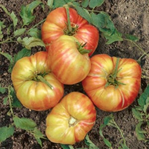 Tomate Ancestrale Mr. Stripey
