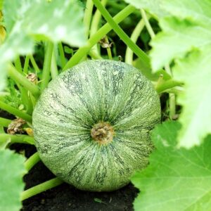 Zucchini Kolobok