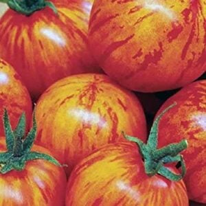 Tomate Tigre de l'amour