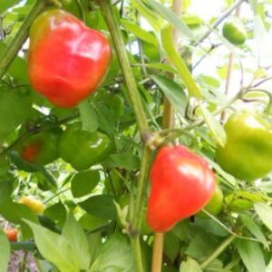 Red Rocoto Pepper "Chilli Tree"