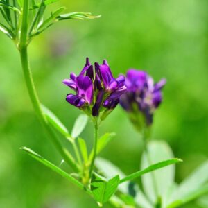 Luzerne Alfalfa