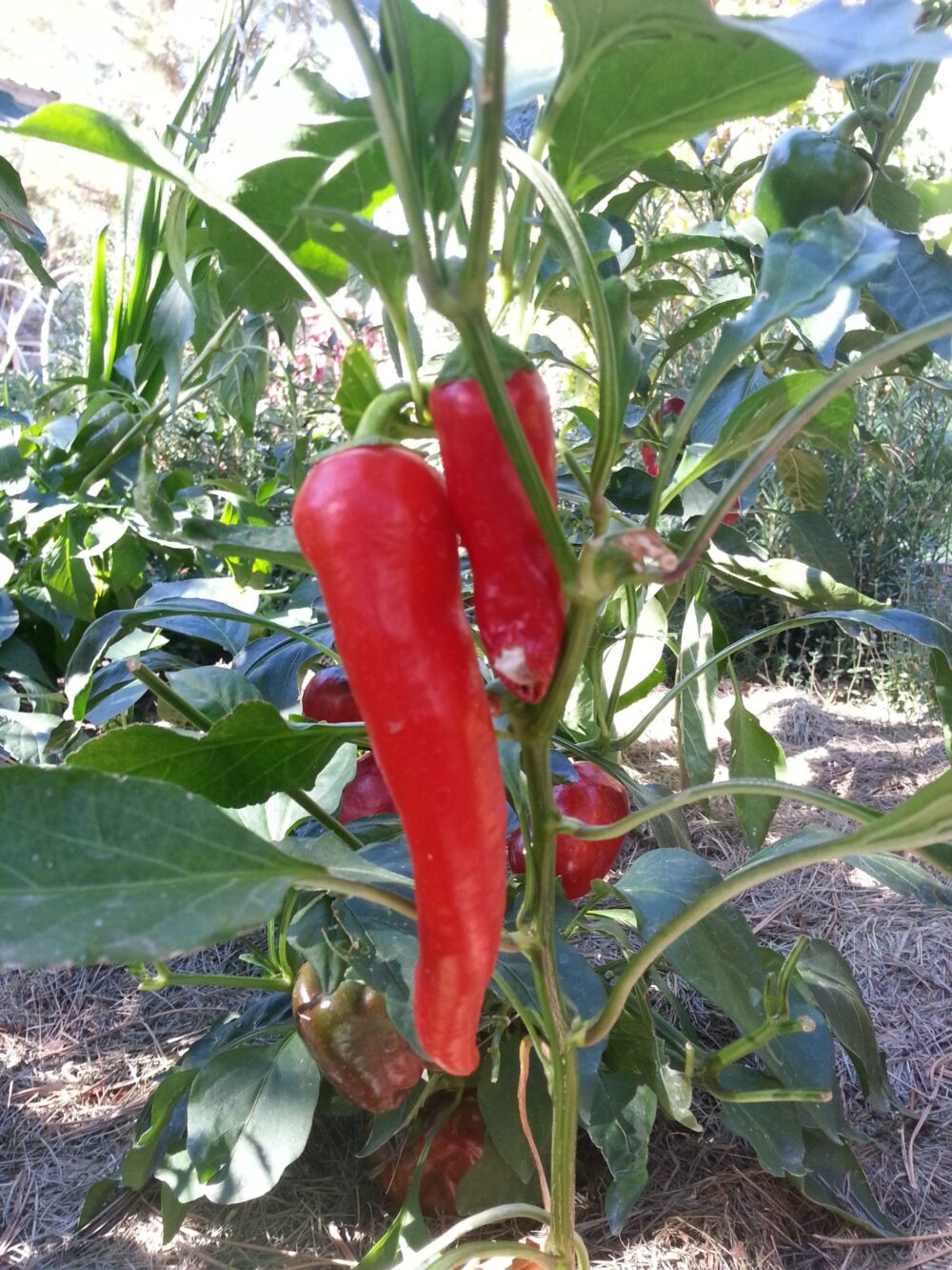 636253610968055576-Peppers-by-Wendy-Hanson-Mazet