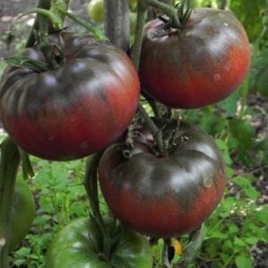 Tomate Noir de Crimée