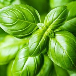 Basilic Grandes Feuilles