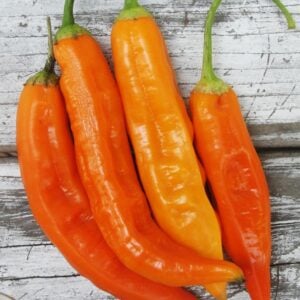 Piment Aji Amarillo Orange