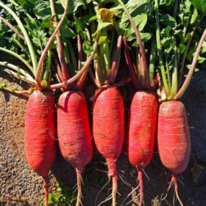 Daikon rose chinois