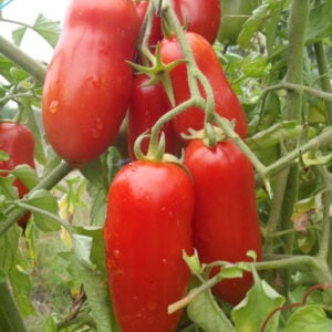 Tomate Ancienne San Marzano OG