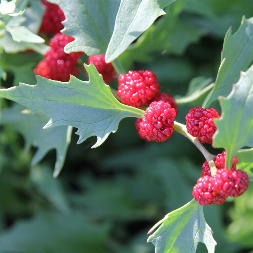 I-Autre-21954_1200x1200-epinard-fraise-ab.net