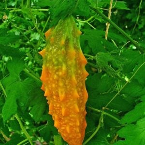 Momordica charantia