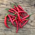 Piment-ring-of-fire