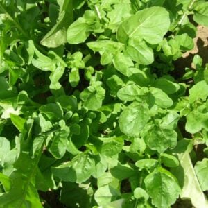 Roquette feuillue