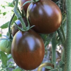 Tomate Nordique Prince Noir