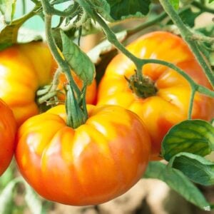 Tomate Ancestrale Ananas