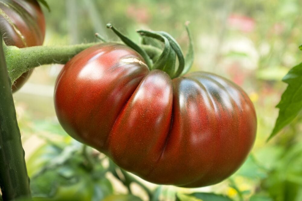 Tomato_BlackRussian1 Tomato_BlackRussian1