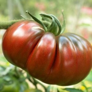 Tomate Ancestrale Black Russian