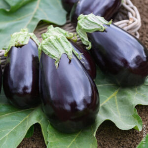 Aubergine Bonica F1