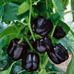 Poivron Black Horse XL