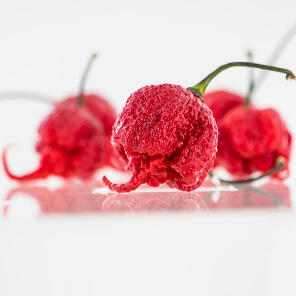 Piment La Faucheuse Californienne (c. Chinense, Carolina Reaper)