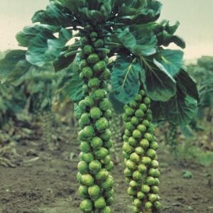 Choux de Bruxelles Hercule