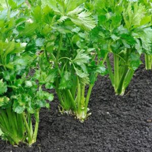 "Marshmallow" Celery