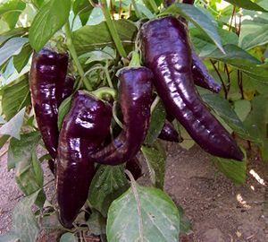 Purple Marconi Pepper