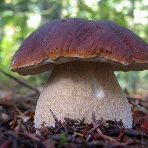 Porcini Mushroom