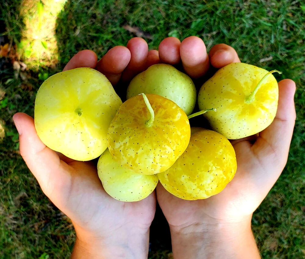 concombre.citron