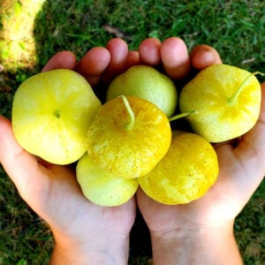 Concombre Citron