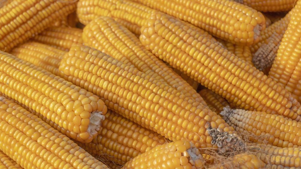 corn-7757060_1920