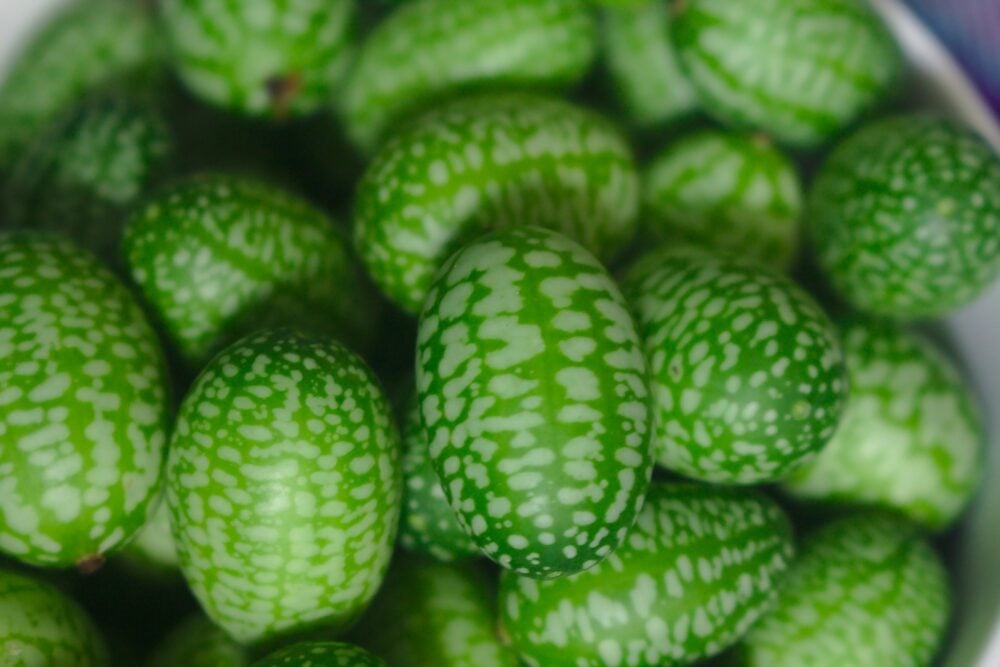gherkin-g31f6622f4_1920 gherkin-g31f6622f4_1920