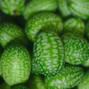 Melon Souris (CUCAMELON)