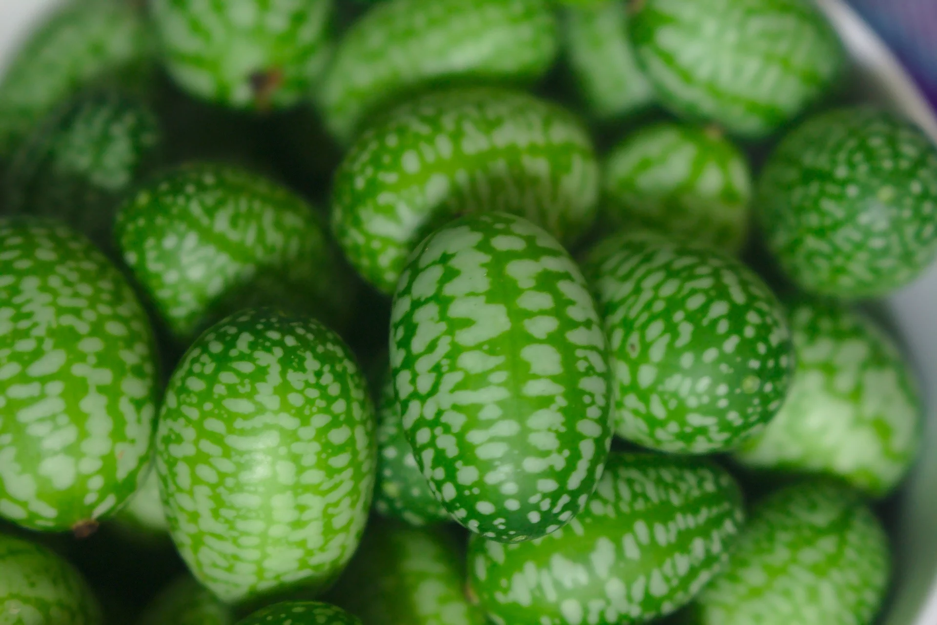 Achetez maintenant des graines de fruitiers Melon souris Melothria ' Cucamelon' 3 m² - Semences de fruits